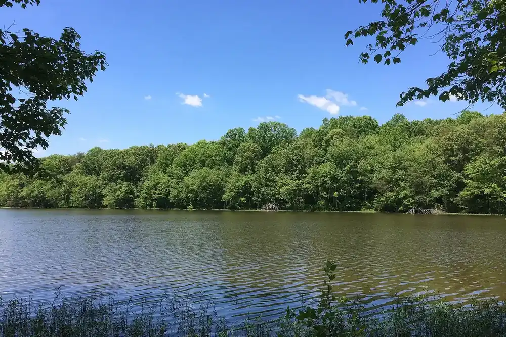 Calm lake and forested shoreline under a blue sky at Burke Lake Park in Burke, Virginia