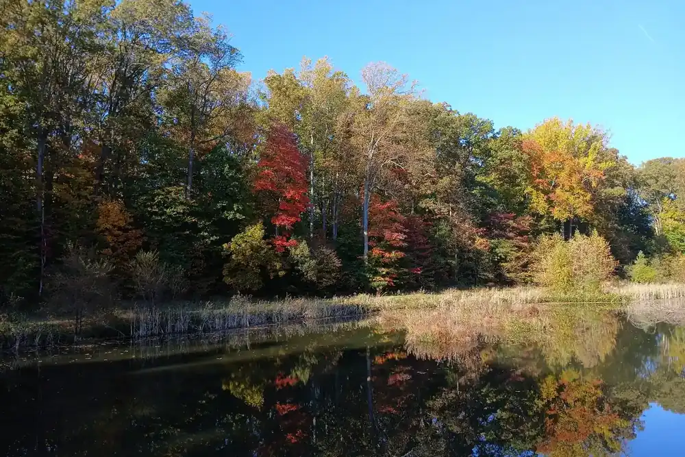 Autumn trees reflected in the lake at Brookfield Park in Springfield, Virginia